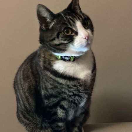 Missing Domestic Short Hair Cats in Andover