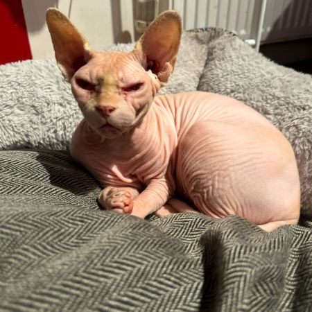 Missing Sphynx Cats in Dagenham 