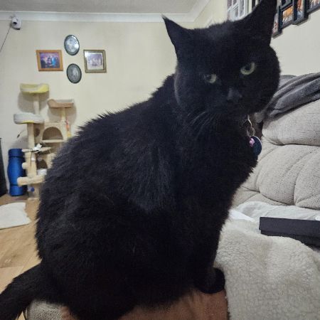 Missing Domestic Short Hair Cats in Yardley