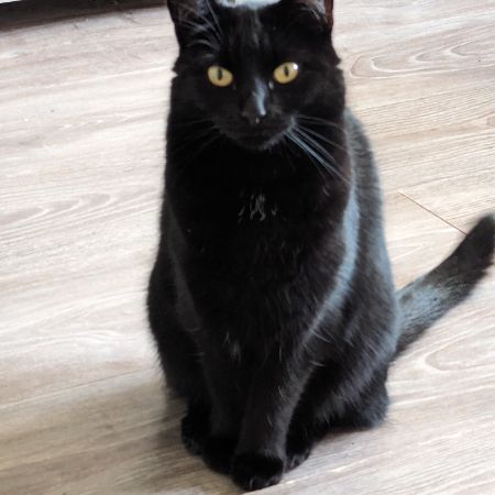 Missing Domestic Short Hair Cats in Leicester 