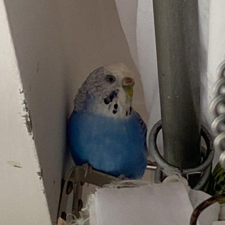 Missing Budgie Birds in Hellingly, Hailsham