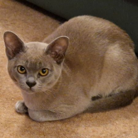 Missing Burmese Cats in Leigh On Sea