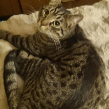 Missing Domestic Short Hair Cats in Birmingham