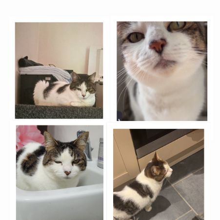 Missing British Short Hair Cats in Crewe