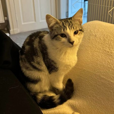 Missing Tabby Cats in Strathpeffer