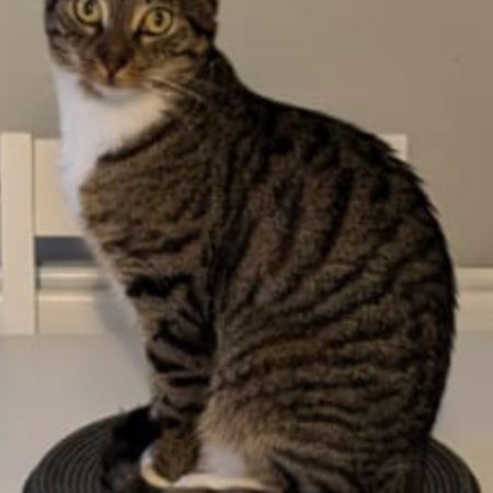 Missing Domestic Short Hair Cats in Moorside OLDHAM