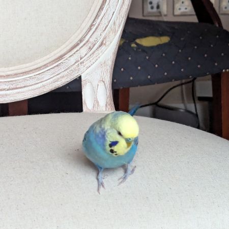 Missing Budgie Birds in London