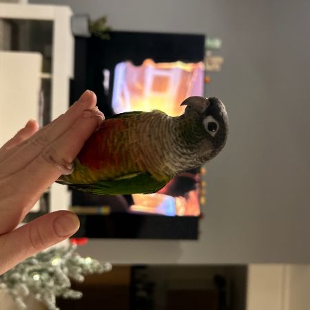 Missing Parrot, Parakeet Birds in London