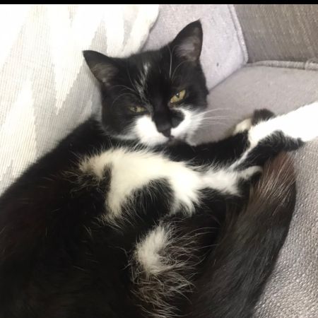 Missing Domestic Short Hair Cats in Bristol