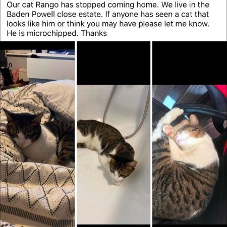 Missing British Short Hair Cats in Chelmsford