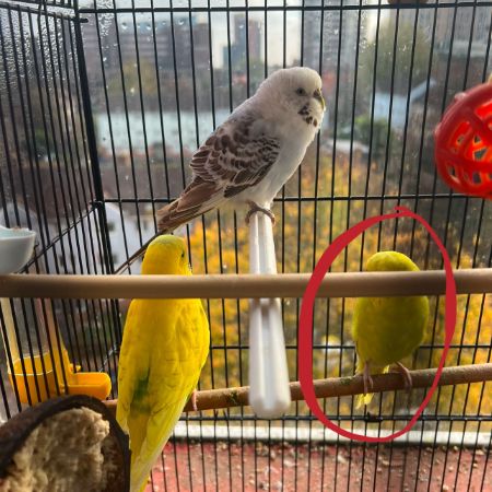 Missing Budgie Birds in Birmingham