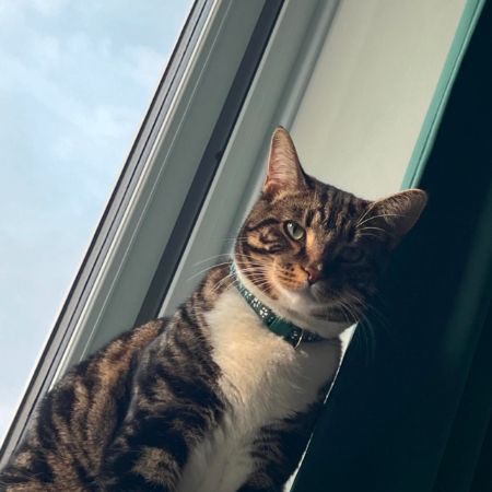 Missing Tabby Cats in Thamesmead