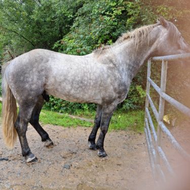 Missing Irish Horses in Minehead