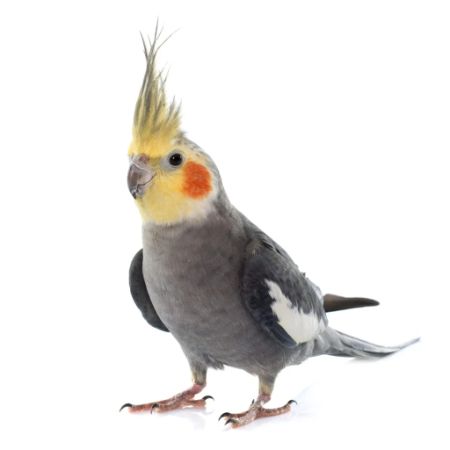 Missing Cockatiel Birds in East Finchley 