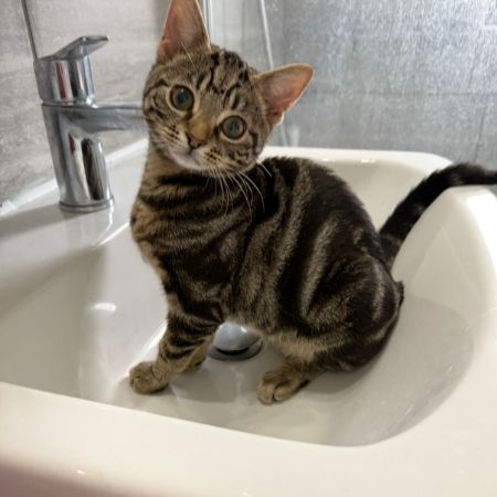 Missing Tabby Cats in Purfleet 
