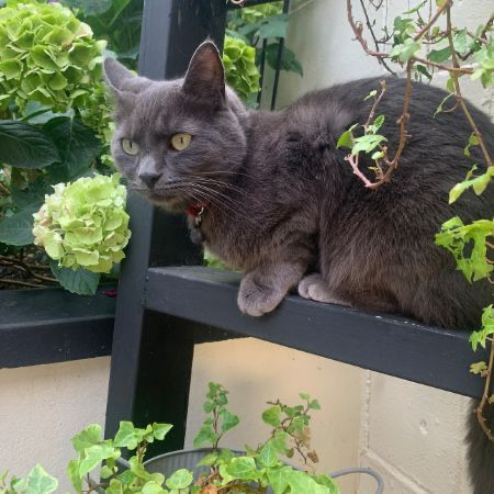 Missing Domestic Short Hair Cats in Langdon Hills 