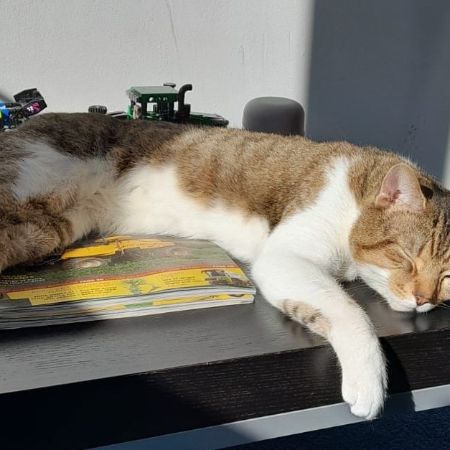 Missing Tabby Cats in London