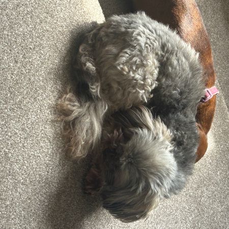 Missing Lhasa Apso Dogs in Harrogate 