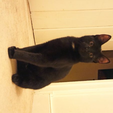 Missing Domestic Short Hair Cats in Foxfield