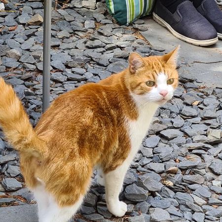 Missing Domestic Short Hair Cats in Rainham Essex