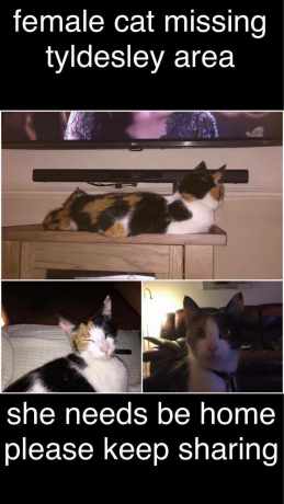 Missing Domestic Short Hair Cats in Manchester