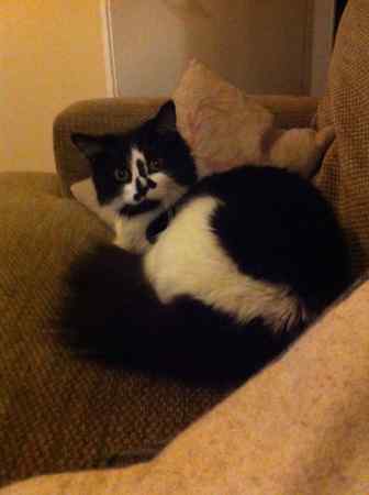 Lost Cat Domestic Short Hair from Salford M6 Greater Manchester