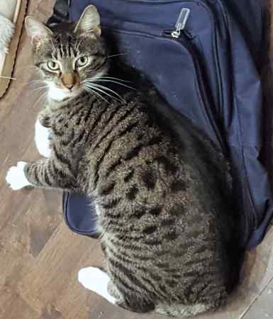 Missing Tabby Cats in Finsbury Park