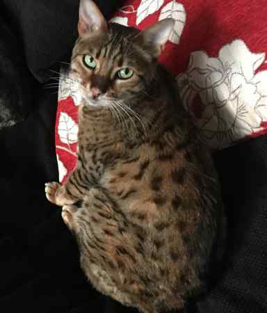 Missing Bengal Cats in Helensburgh